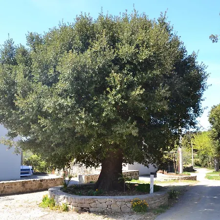 Vrsani